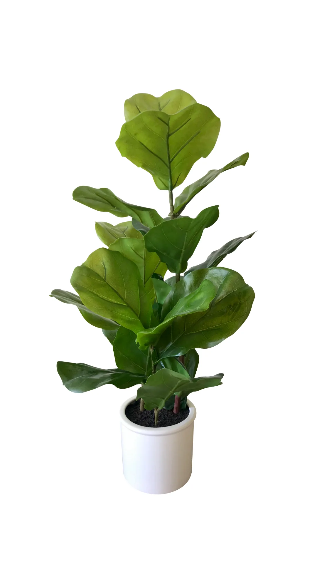 Fiddle Leaf Plant WEBP Fake fiddle leaf plant
