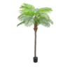 Palm Tree