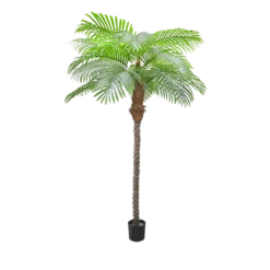 Palm Tree