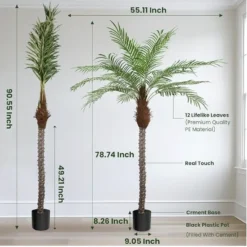 Showing the dimensions of 1 palm tree with a white background