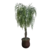 Tall faux willow tree with cascading green foliage in a dark woven basket base, 70 inches tall