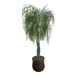 Tall faux willow tree with cascading green foliage in a dark woven basket base, 70 inches tall