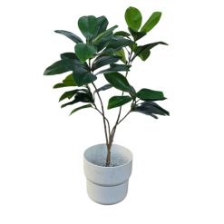 Ficus Flair with four branches in white pot