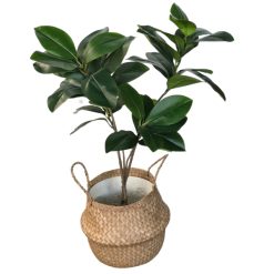 Ficus Flair with four branches in woven seagrass belly basket