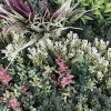 Detail on the greenery wall with texture, colors, and depth