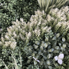 Detail on the greenery wall with texture, colors, and depth