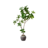 6 foot artificial fig tree with brown branches, dark green leaves and a slate gray pot.