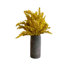 Solidago Plant