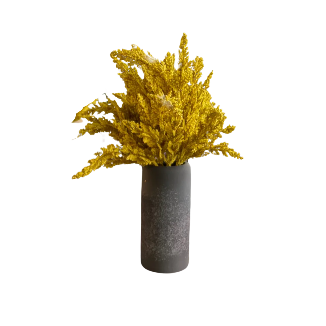 Solidago Plant WEBP