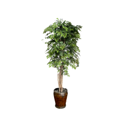 Another ficus tree in a metal copper pot