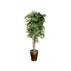 Another ficus tree in a metal copper pot