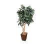 Bushy tree with dark green leaves and a neutral pot