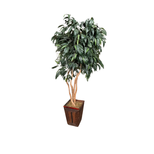 Bushy tree with dark green leaves and a neutral pot