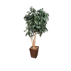 Bushy tree with dark green leaves and a neutral pot