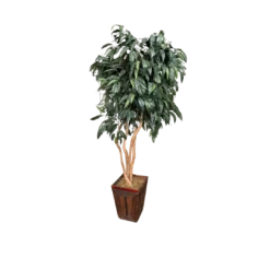 Bushy tree with dark green leaves and a neutral pot