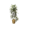 Tall tree with long leaves in bunches up the trunk. Neutral pot