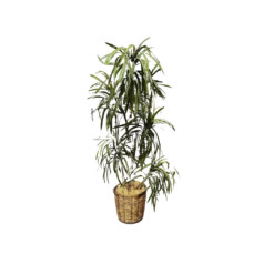 Tall tree with long leaves in bunches up the trunk. Neutral pot