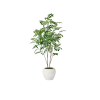 5 foot tall leafy green tree with skinny bark stems. In a white round pot.