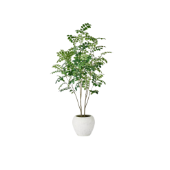 5 foot tall leafy green tree with skinny bark stems. In a white round pot.