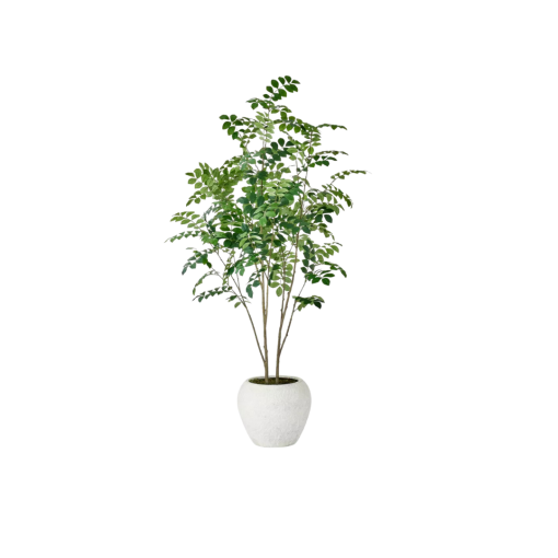 5 foot tall leafy green tree with skinny bark stems. In a white round pot.