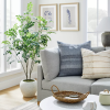 neutral lounge setting with a gray couch, pillows, a green tree to the left and windows behind.