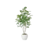 5 foot tall leafy green tree with skinny bark stems. In a white round pot.