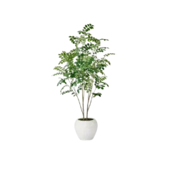 5 foot tall leafy green tree with skinny bark stems. In a white round pot.