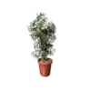 Green raphis palm tree standing at 7 feet tall in a terra cotta colored pot