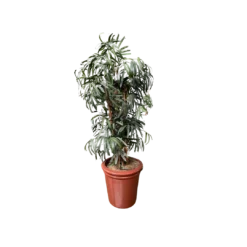 Green raphis palm tree standing at 7 feet tall in a terra cotta colored pot