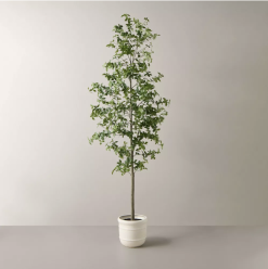 8 foot tall skinny tree with green leaves, in a white ceramic pot. Against a gray background.