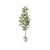 8 foot tall skinny tree with green leaves, in a white ceramic pot. Against a white background.