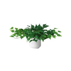Green plant with many leaves in a white pot. Tabletop.