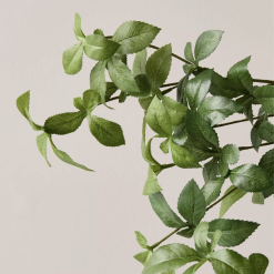 Close up on green leaves