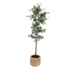 Faux tree in cream pot.